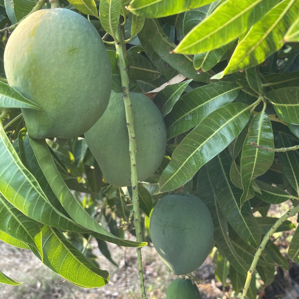 mango garden hapus